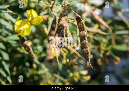 Die Taubenerbse, in Jamaika auch als Taubenerbse, Rotgram, Tur oder Gungo-Erbsen bekannt, ist eine mehrjährige Hülsenfrucht aus der Familie der Fabaceae. Stockfoto