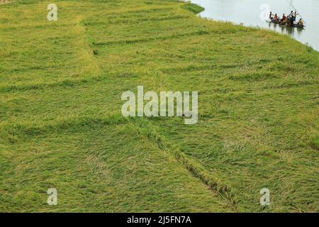 Sunamganj, Bangladesch. 20. April 2022. Paddy Field nach einem Sturm. Kredit: SOPA Images Limited/Alamy Live Nachrichten Stockfoto