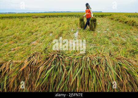 Sunamganj, Bangladesch. 20. April 2022. Ein Landwirt trägt Büschel geerntet in einem überfluteten Feld in einem haor. Kredit: SOPA Images Limited/Alamy Live Nachrichten Stockfoto