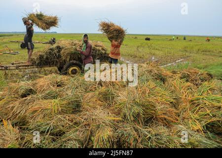 Sunamganj, Bangladesch. 20. April 2022. Riesige Menge an geerntetem Reis von Bauern in einem haor. Kredit: SOPA Images Limited/Alamy Live Nachrichten Stockfoto