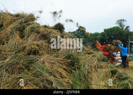 Sunamganj, Bangladesch. 20. April 2022. Riesige Menge an geerntetem Reis von Bauern in einem haor. Kredit: SOPA Images Limited/Alamy Live Nachrichten Stockfoto