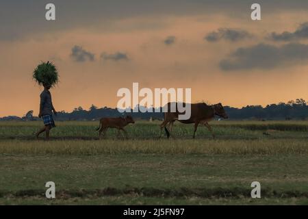 Sunamganj, Bangladesch. 20. April 2022. Ein bangladeschischer Bauer kehrt mit seinem Vieh in das Dorf zurück. Kredit: SOPA Images Limited/Alamy Live Nachrichten Stockfoto