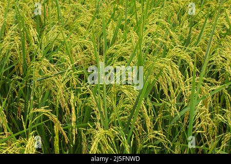 Sunamganj, Bangladesch. 20. April 2022. Paddy Field in Sunamganj haor. (Foto von MD Manik/SOPA Images/Sipa USA) Quelle: SIPA USA/Alamy Live News Stockfoto
