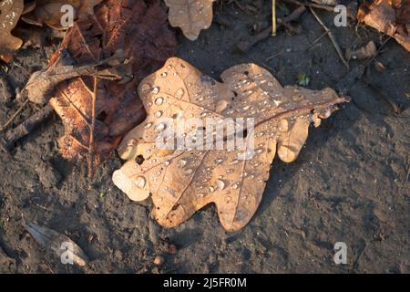 Taubedecktes, braun gefallenes Eichenblatt (Quercus robur) im Priorat Wood in Suffolk Stockfoto