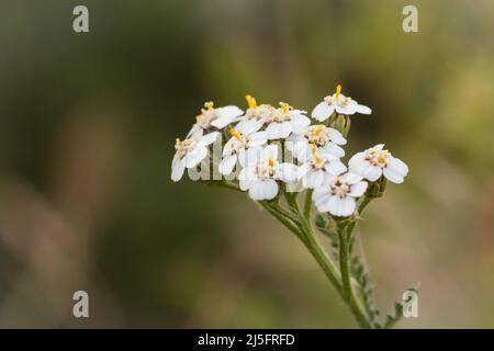 Weiße Schafgarben-Blüten (Achillea millefolium) wachsen in Newmarket, Suffolk Stockfoto
