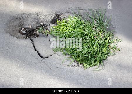 Gras wächst durch den Asphalt. Ein Riss in der Straße aus der Nähe Stockfoto