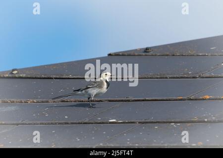 Eine Steinstelze (Motacilla alba) tritt über ein Schieferdach über ein Vogelschutzdach bei Welney in Norfolk Stockfoto