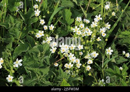 Mausohrkicherchen blüht am Straßenrand außerhalb von Elmsted, Ashford, Kent, England, Vereinigtes Königreich Stockfoto