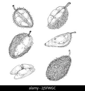 Satz von Vektor-schwarzen Illustrationen, Ikonen eines Durian-Obst-Ganzen und geschält in einem Gravurstil isoliert auf einem weißen Hintergrund. Drucken, Vorlage, des Stock Vektor