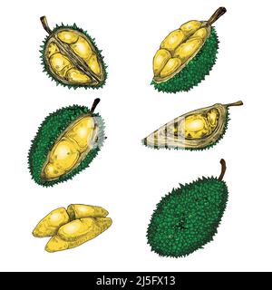 Satz von Vektor-Farb-Illustrationen, Ikonen einer Durian-Frucht ganze und geschält in einem Gravurstil isoliert auf einem weißen Hintergrund. Drucken, Vorlage, des Stock Vektor