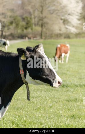 Fleckvieh-Rinder auf einer Weide auf dem Land in Deutschland, Europa Stockfoto