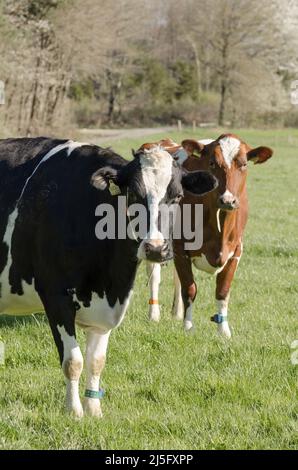 Fleckvieh-Rinder auf einer Weide auf dem Land in Deutschland, Europa Stockfoto