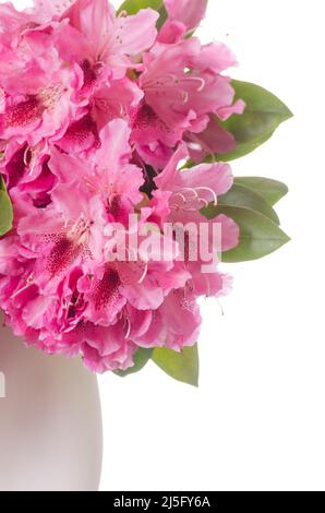 Rosa Rhododendron ferrugineum blüht vor weißem Hintergrund Stockfoto