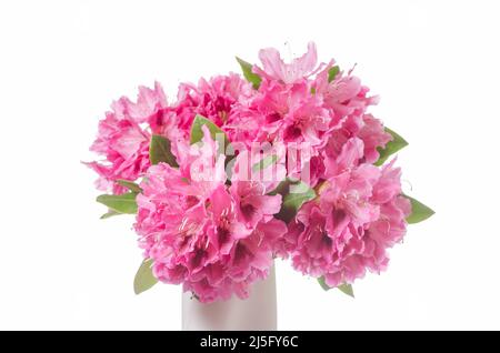 Rosa Rhododendron ferrugineum blüht vor weißem Hintergrund Stockfoto