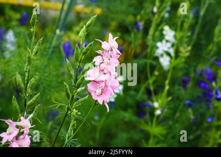 Nahaufnahme der schönen und bunten verbascum Blumen mischen. Stockfoto