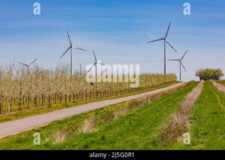 Ein Feldweg neben jungen Obstbäumen vor riesigen Windmühlen im Hintergrund Stockfoto