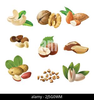 Set von Vektor-Icons von Nüssen - Cashewkerne, Walnüsse, Mandeln, Pinienkerne, Haselnüsse, brasilien Nüsse Erdnüsse Pistazie Stock Vektor