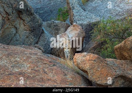 Indischer Leopard Cub in Jawai Bera Aravalli Hills Rajasthan Stockfoto