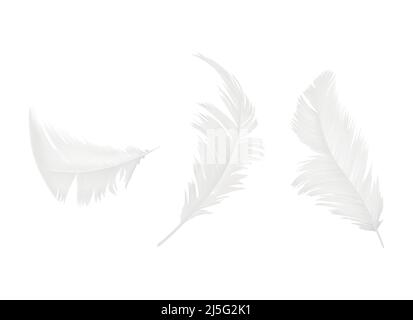 Vector realistische 3D Set von weißen Vogel- oder Engelfedern in verschiedenen Formen, isoliert auf dem Hintergrund. Symbol der Leichtigkeit, Unschuld, Himmel, Literatur Stock Vektor