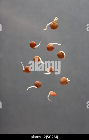 Gesundes Lebensmittelkonzept - Linsensprossen isoliert auf grauem Hintergrund. Das Bild enthält den Kopierbereich Stockfoto