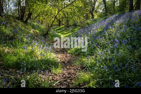 Fußweg durch einen sonnigen englischen Wald im Frühjahr zwischen Banken mit einheimischen Blauhells (Hyacinthoides non-scripta) Stockfoto