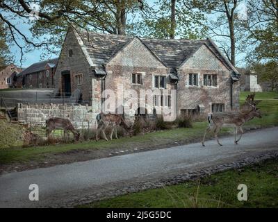 National Trust Watermill in Dunham Massey Stockfoto