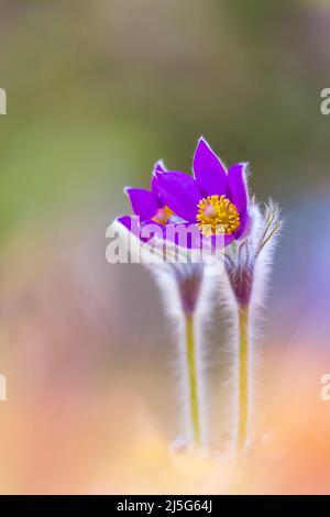 Blume - Pulsatilla patens blühen aus nächster Nähe, gefährdete Blume Stockfoto