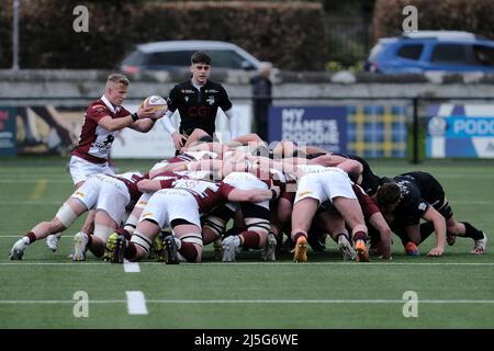 Melrose, Großbritannien. 23. April 2022. Melrose, Samstag, 23. April 2022. FOSROC Super6 Sprint Serie Southern Knight vs Watsonians auf den Greenyards, Melrose. Murray Scott (Watsonians) bei einem Scrum (Bildquelle: Rob Gray/Alamy Live News Stockfoto