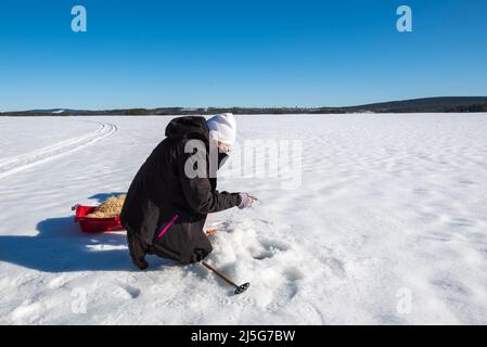 Frauen bereiten sich auf die Ausrüstung für das Hochfischen auf einem See in vasternorrland schweden mit einem blauen Himmel im Hintergrund vor. Stockfoto