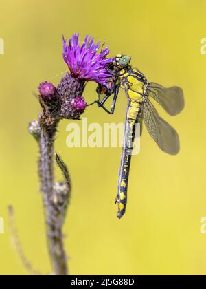 Gewöhnlicher Clubtail (Gomphus vulgatissimus) ist eine mittelgroße Libellenart, die in Europa gefunden wird. Gelbe und schwarze Libelle mit Beute. Drenthe, Nether Stockfoto