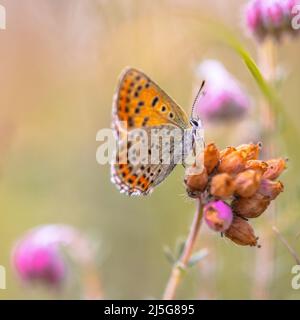 Europäische Schmetterlingsblume (Lycaena tityrus), die auf einer Heideblume (Erica tetralix) mit unscharfem Hintergrund und schönem Bokeh thront. Schmetterling in n Stockfoto