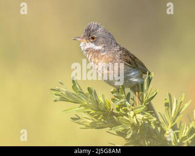 Greater Whitethroat (Curruca communis) ist ein häufiger und weit verbreiteter typischer wWrbler, der in ganz Europa brütet. Am Zweig von Bush in der Natur gelegen Stockfoto