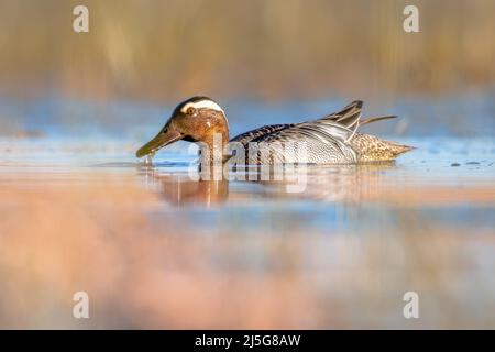 Garganey (Spatula querquedula) ist eine kleine, zwirbelnde Ente. Männlicher Vogel, der während der Migration im Feuchtgebiet schwimmend ist. Wildtierszene in der Natur Europas. Stockfoto