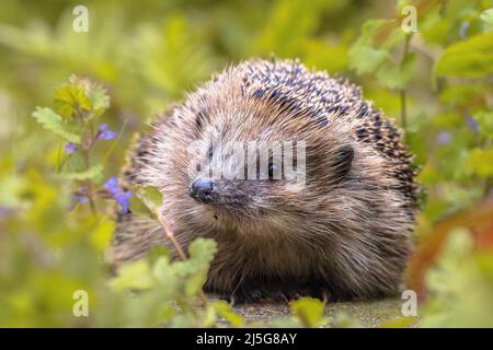 Europäischer Igel (Erinaceus europaeus), der im Garten mit blauen Blumen spazieren geht. Der westeuropäische Igel ist in Europa beheimatet und kann über ein W überleben Stockfoto