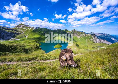 Kühe grasen auf der Bergwiese am Schrecksee in den bayerischen alpen Stockfoto