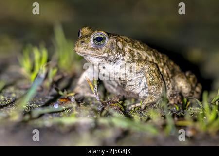 Natterjack Kröte (Epidalea calamita) steht auf Vorderbeinen, um in der Ferne weiter zu schauen. Mit geringer Schärfentiefe. Noordoostpolder, Niederlande. Stockfoto