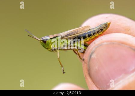 Wasserwiesengrashüpfer (Chorthippus montanus) weibliches Insekt aus nächster Nähe in der Hand eines Biologen, um die genaue Art zu bestimmen. Stockfoto