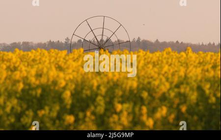 firo. 22. April 2022 Land und Leute, Ostsee, Rapsblvºte, Raps, an der Hohwacht-Bucht hier am Lippe-Hafen. Mit dem schönsten blauen Himmel leuchtet der Raps gelb, vor der Ostsee Hohwacht, Wetterbild, Feature, Jahreszeiten, Meer, Schleswig-Holstein. Wasserrad Stockfoto