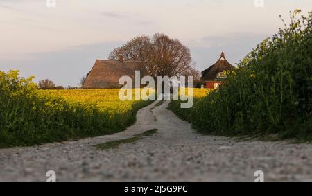 firo. 22. April 2022 Land und Leute, Ostsee, Rapsblvºte, Raps, an der Hohwacht-Bucht hier am Lippe-Hafen. Mit dem schönsten blauen Himmel leuchtet der Raps gelb, vor der Ostsee Hohwacht, Wetterbild, Feature, Jahreszeiten, Meer, Schleswig-Holstein. Stockfoto