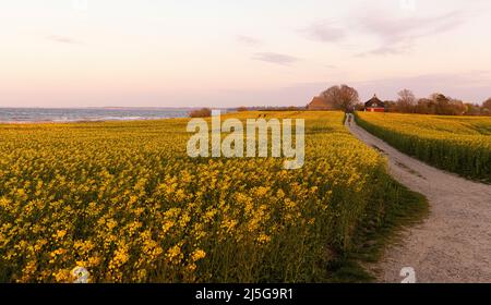 firo. 22. April 2022 Land und Leute, Ostsee, Rapsblvºte, Raps, an der Hohwacht-Bucht hier am Lippe-Hafen. Mit dem schönsten blauen Himmel leuchtet der Raps gelb, vor der Ostsee Hohwacht, Wetterbild, Feature, Jahreszeiten, Meer, Schleswig-Holstein. Stockfoto