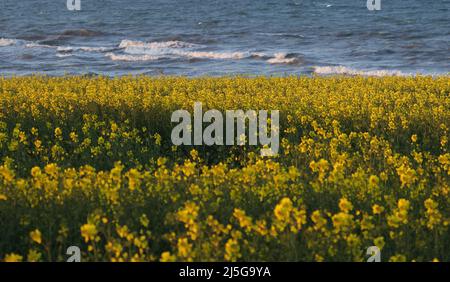 firo. 22. April 2022 Land und Leute, Ostsee, Rapsblvºte, Raps, an der Hohwacht-Bucht hier am Lippe-Hafen. Mit dem schönsten blauen Himmel leuchtet der Raps gelb, vor der Ostsee Hohwacht, Wetterbild, Feature, Jahreszeiten, Meer, Schleswig-Holstein. Stockfoto