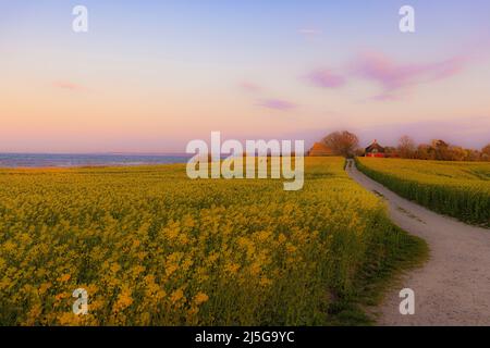 firo. 22. April 2022 Land und Leute, Ostsee, Rapsblvºte, Raps, an der Hohwacht-Bucht hier am Lippe-Hafen. Mit dem schönsten blauen Himmel leuchtet der Raps gelb, vor der Ostsee Hohwacht, Wetterbild, Feature, Jahreszeiten, Meer, Schleswig-Holstein. Stockfoto