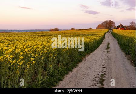firo. 22. April 2022 Land und Leute, Ostsee, Rapsblvºte, Raps, an der Hohwacht-Bucht hier am Lippe-Hafen. Mit dem schönsten blauen Himmel leuchtet der Raps gelb, vor der Ostsee Hohwacht, Wetterbild, Feature, Jahreszeiten, Meer, Schleswig-Holstein. Stockfoto