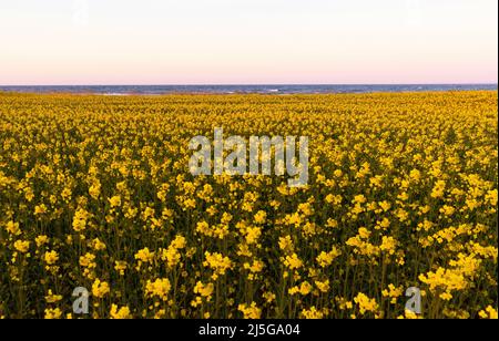 firo. 22. April 2022 Land und Leute, Ostsee, Rapsblvºte, Raps, an der Hohwacht-Bucht hier am Lippe-Hafen. Mit dem schönsten blauen Himmel leuchtet der Raps gelb, vor der Ostsee Hohwacht, Wetterbild, Feature, Jahreszeiten, Meer, Schleswig-Holstein. Stockfoto