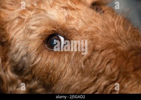 Auge eines Hundes, Symbol der Treue und Liebe. Welsh Terrier Hündchen, niedliches, niedliches Haustier. Stockfoto