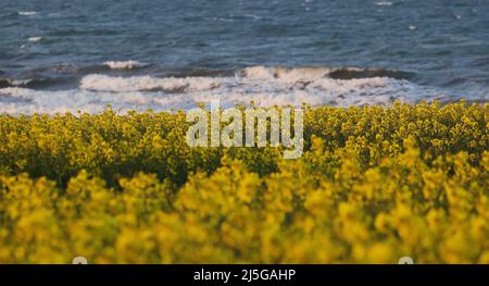 firo. 22. April 2022 Land und Leute, Ostsee, Rapsblvºte, Raps, an der Hohwacht-Bucht hier am Lippe-Hafen. Mit dem schönsten blauen Himmel leuchtet der Raps gelb, vor der Ostsee Hohwacht, Wetterbild, Feature, Jahreszeiten, Meer, Schleswig-Holstein. Stockfoto