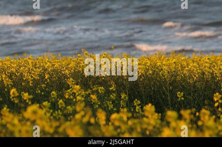 firo. 22. April 2022 Land und Leute, Ostsee, Rapsblvºte, Raps, an der Hohwacht-Bucht hier am Lippe-Hafen. Mit dem schönsten blauen Himmel leuchtet der Raps gelb, vor der Ostsee Hohwacht, Wetterbild, Feature, Jahreszeiten, Meer, Schleswig-Holstein. Stockfoto