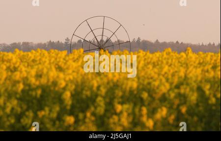 firo. 22. April 2022 Land und Leute, Ostsee, Rapsblvºte, Raps, an der Hohwacht-Bucht hier am Lippe-Hafen. Mit dem schönsten blauen Himmel leuchtet der Raps gelb, vor der Ostsee Hohwacht, Wetterbild, Feature, Jahreszeiten, Meer, Schleswig-Holstein. Wasserrad Stockfoto
