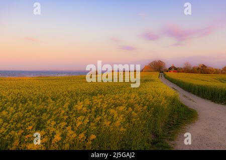 firo. 22. April 2022 Land und Leute, Ostsee, Rapsblvºte, Raps, an der Hohwacht-Bucht hier am Lippe-Hafen. Mit dem schönsten blauen Himmel leuchtet der Raps gelb, vor der Ostsee Hohwacht, Wetterbild, Feature, Jahreszeiten, Meer, Schleswig-Holstein. Stockfoto