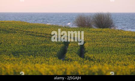 firo. 22. April 2022 Land und Leute, Ostsee, Rapsblvºte, Raps, an der Hohwacht-Bucht hier am Lippe-Hafen. Mit dem schönsten blauen Himmel leuchtet der Raps gelb, vor der Ostsee Hohwacht, Wetterbild, Feature, Jahreszeiten, Meer, Schleswig-Holstein. Stockfoto